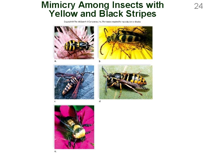 Mimicry Among Insects with Yellow and Black Stripes 24 