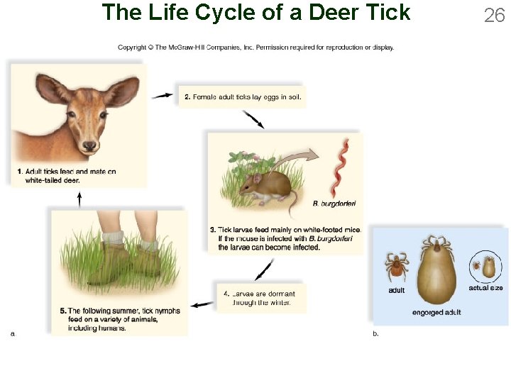 The Life Cycle of a Deer Tick 26 