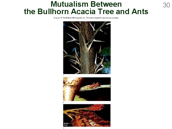 Mutualism Between the Bullhorn Acacia Tree and Ants 30 