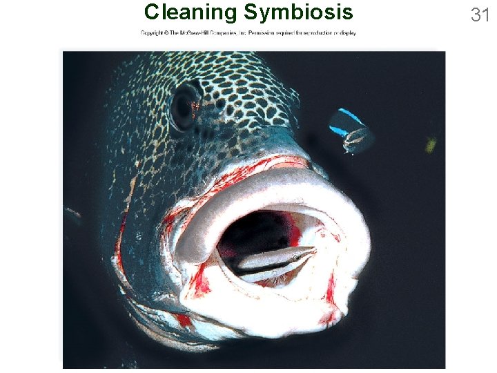 Cleaning Symbiosis 31 