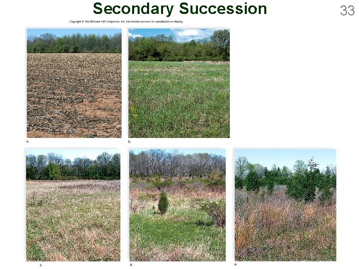 Secondary Succession 33 