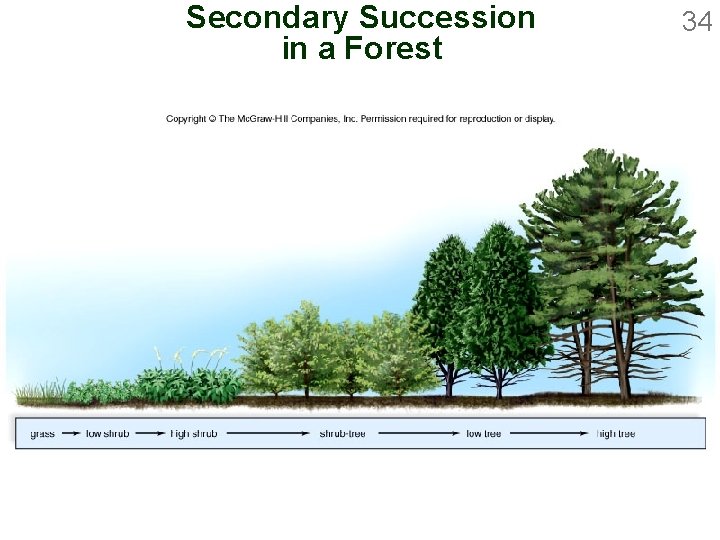 Secondary Succession in a Forest 34 