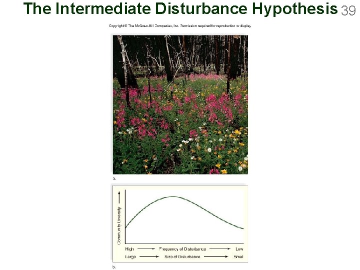 The Intermediate Disturbance Hypothesis 39 