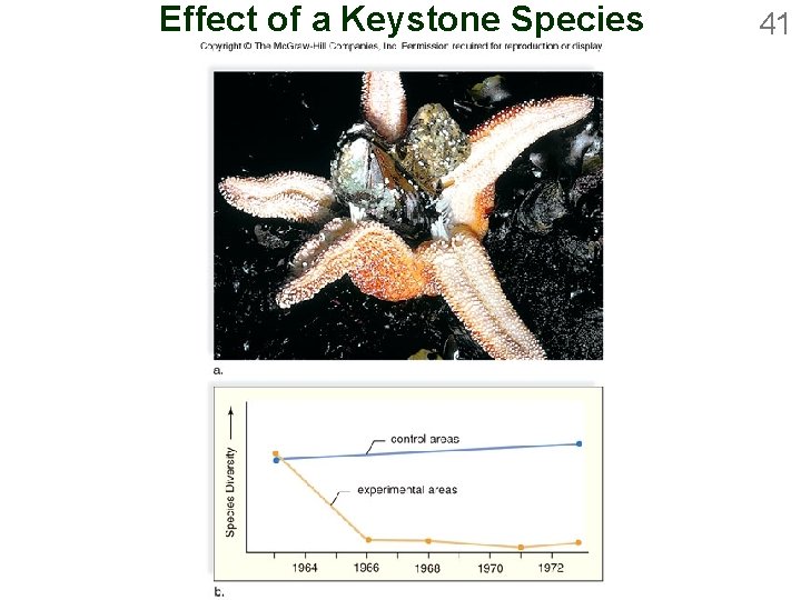 Effect of a Keystone Species 41 