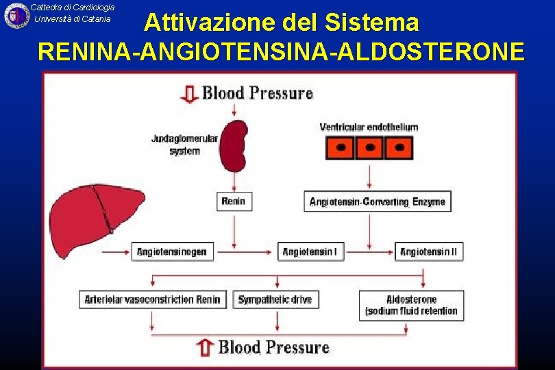 Cattedra di Cardiologia Università di Catania Attivazione del Sistema RENINA-ANGIOTENSINA-ALDOSTERONE 