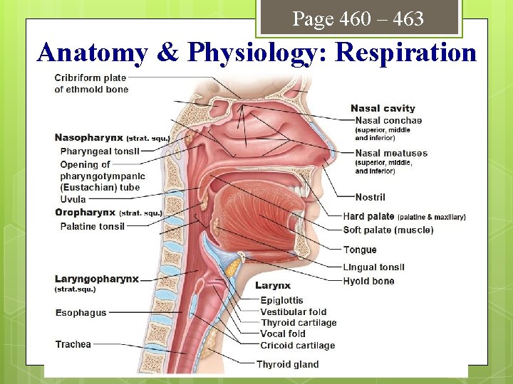 Page 460 – 463 Anatomy & Physiology: Respiration 