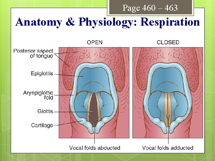 Page 460 – 463 Anatomy & Physiology: Respiration 