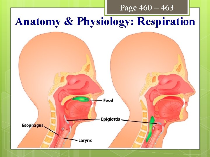 Page 460 – 463 Anatomy & Physiology: Respiration 