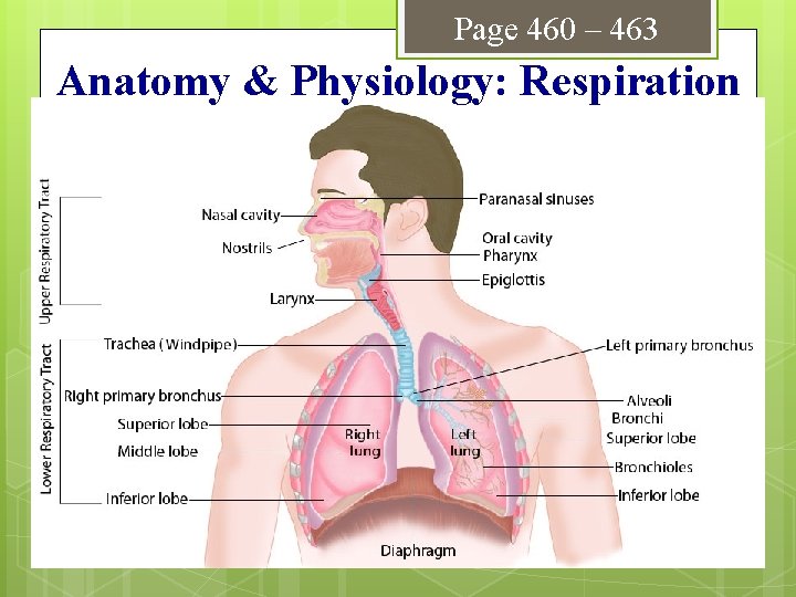 Page 460 – 463 Anatomy & Physiology: Respiration 