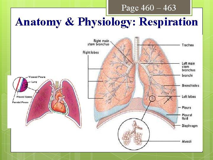 Page 460 – 463 Anatomy & Physiology: Respiration 