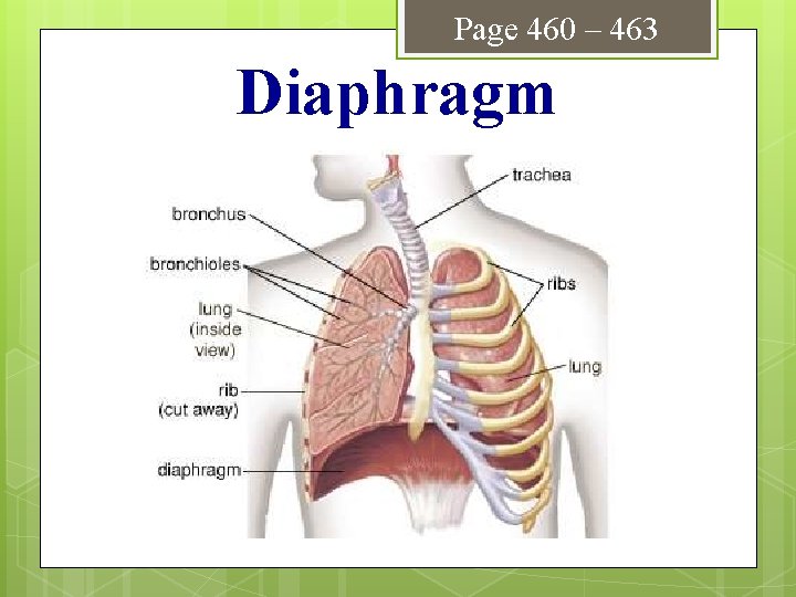 Page 460 – 463 Diaphragm 