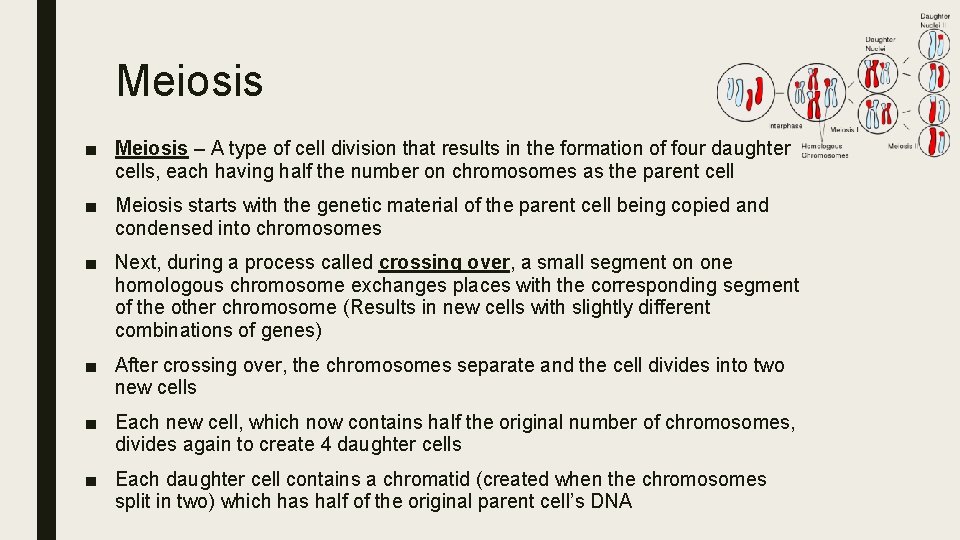 Meiosis ■ Meiosis – A type of cell division that results in the formation