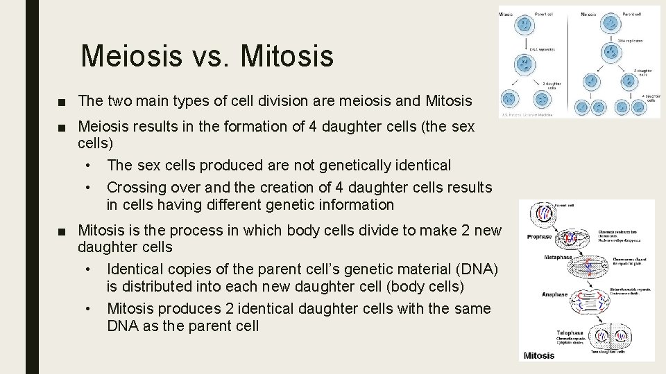 Meiosis vs. Mitosis ■ The two main types of cell division are meiosis and