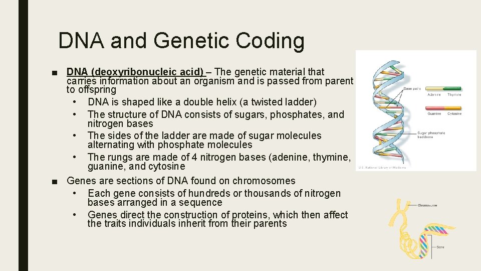 DNA and Genetic Coding ■ DNA (deoxyribonucleic acid) – The genetic material that carries