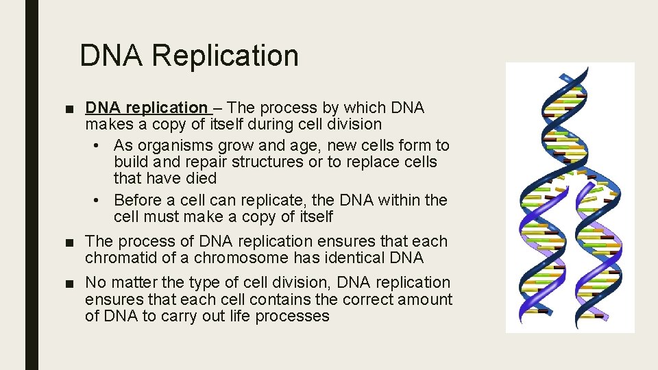 DNA Replication ■ DNA replication – The process by which DNA makes a copy