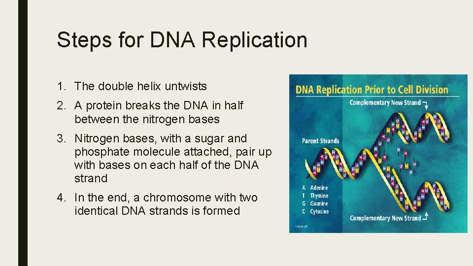 Steps for DNA Replication 1. The double helix untwists 2. A protein breaks the