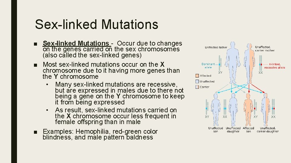 Sex-linked Mutations ■ Sex-linked Mutations - Occur due to changes on the genes carried