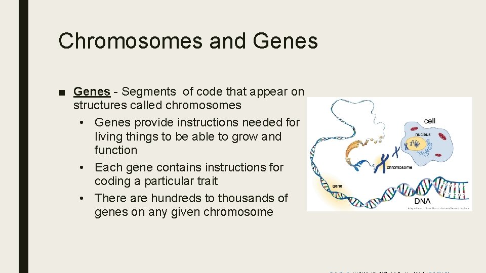 Chromosomes and Genes ■ Genes - Segments of code that appear on structures called
