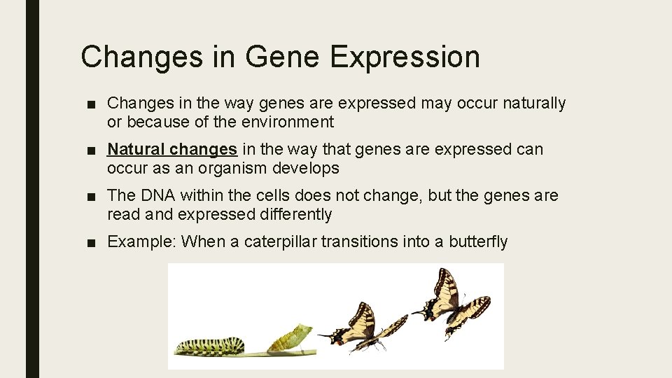 Changes in Gene Expression ■ Changes in the way genes are expressed may occur