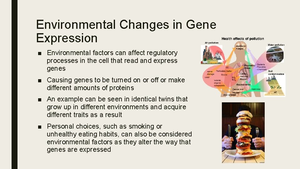 Environmental Changes in Gene Expression ■ Environmental factors can affect regulatory processes in the