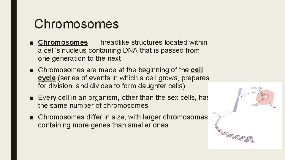 Chromosomes ■ Chromosomes – Threadlike structures located within a cell’s nucleus containing DNA that