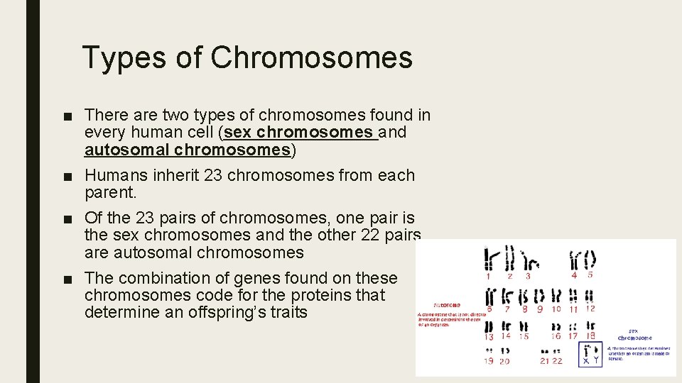 Types of Chromosomes ■ There are two types of chromosomes found in every human