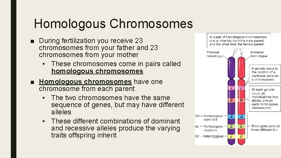 Homologous Chromosomes ■ During fertilization you receive 23 chromosomes from your father and 23