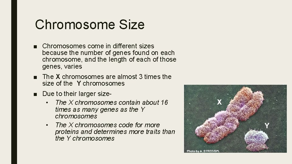 Chromosome Size ■ Chromosomes come in different sizes because the number of genes found