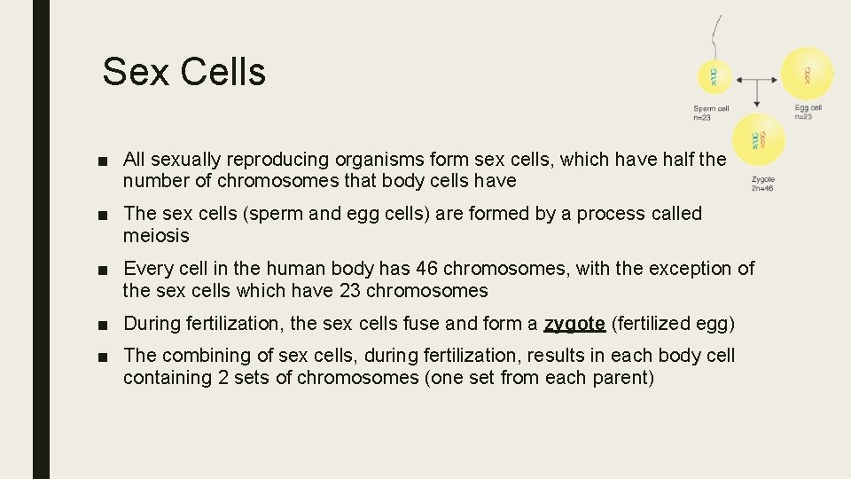 Sex Cells ■ All sexually reproducing organisms form sex cells, which have half the