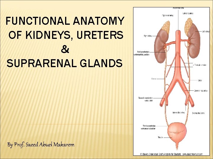 FUNCTIONAL ANATOMY OF KIDNEYS, URETERS & SUPRARENAL GLANDS By Prof. Saeed Abuel Makarem 
