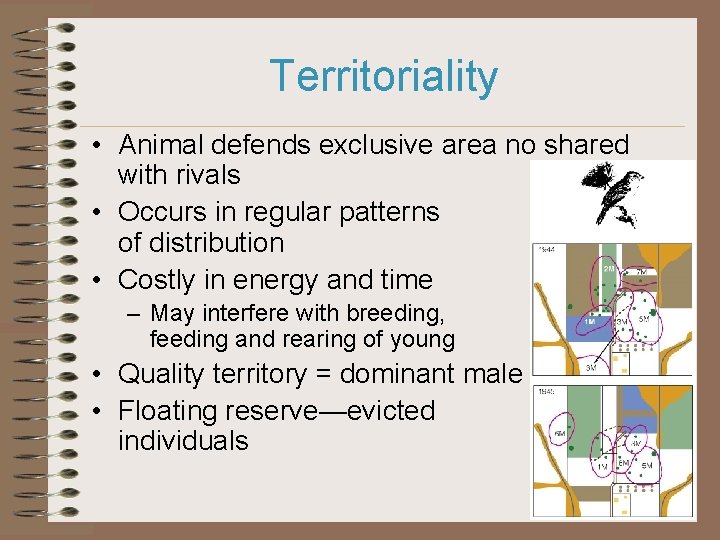 Territoriality • Animal defends exclusive area no shared with rivals • Occurs in regular