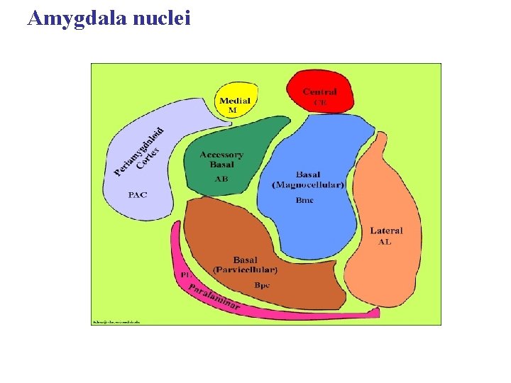 Central systems involved in emotional behavior April 2004