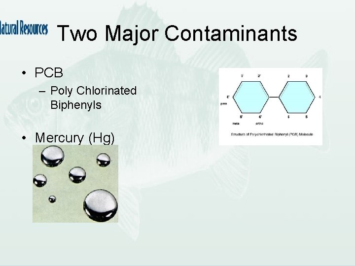 Two Major Contaminants • PCB – Poly Chlorinated Biphenyls • Mercury (Hg) 