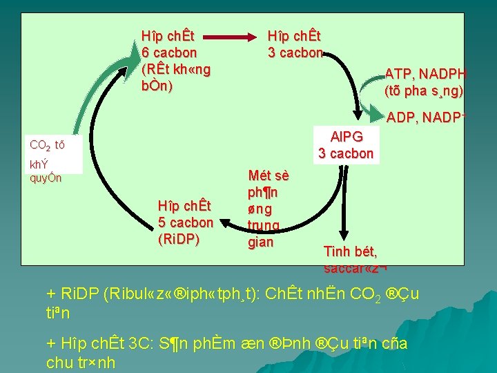 Hîp chÊt 6 cacbon (RÊt kh «ng bÒn) Hîp chÊt 3 cacbon ATP, NADPH