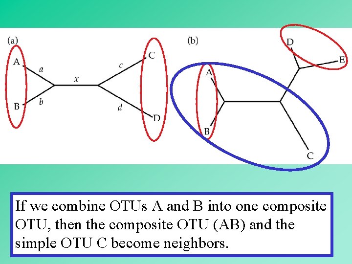 If we combine OTUs A and B into one composite OTU, then the composite