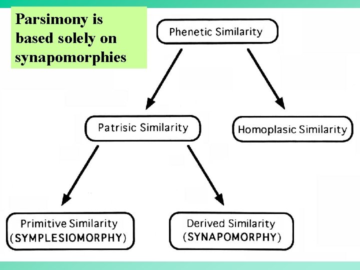 Parsimony is based solely on synapomorphies 44 