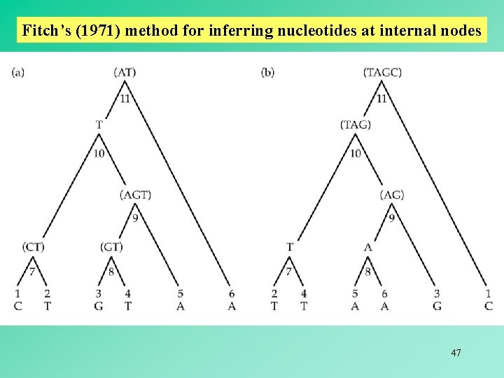 Fitch’s (1971) method for inferring nucleotides at internal nodes 47 