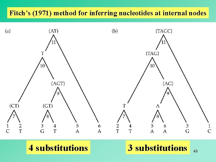 Fitch’s (1971) method for inferring nucleotides at internal nodes 4 substitutions 3 substitutions 49