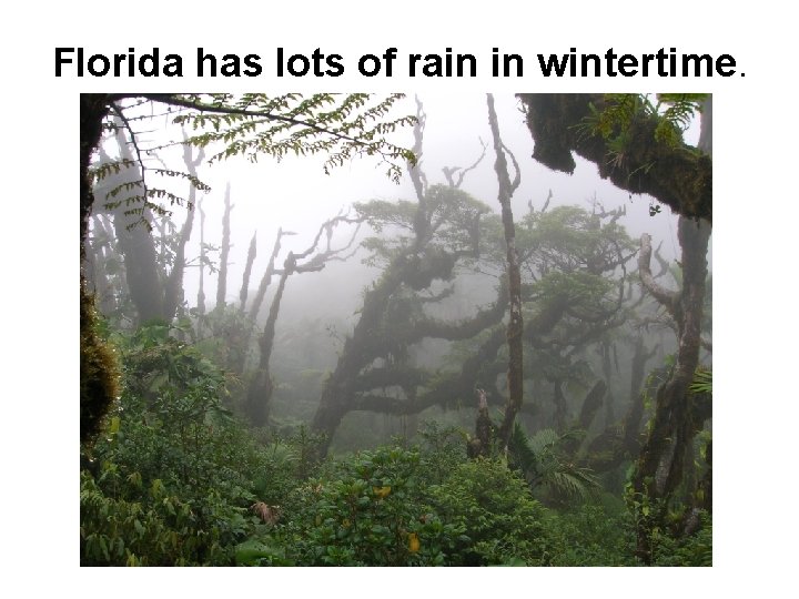 Florida has lots of rain in wintertime. 