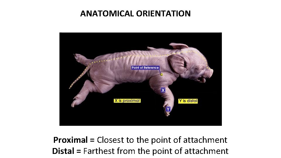 ANATOMICAL ORIENTATION Proximal = Closest to the point of attachment Distal = Farthest from