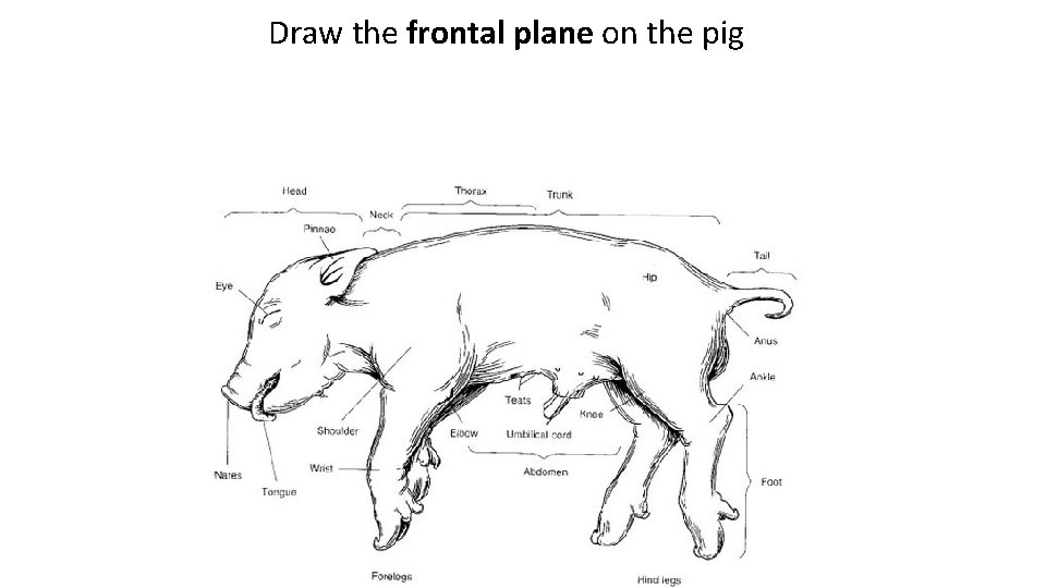Draw the frontal plane on the pig 