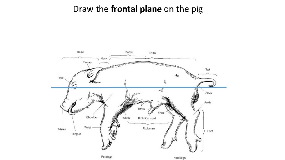 Draw the frontal plane on the pig 