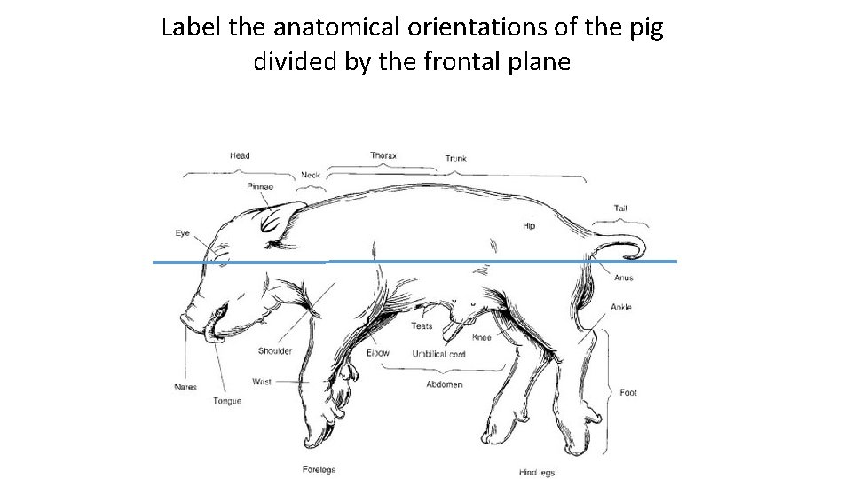 Label the anatomical orientations of the pig divided by the frontal plane 