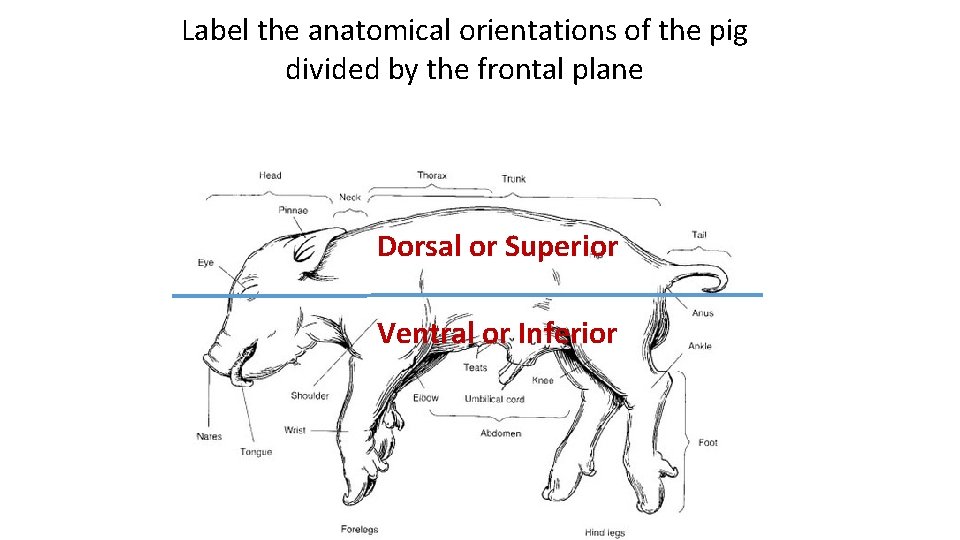 Label the anatomical orientations of the pig divided by the frontal plane Dorsal or