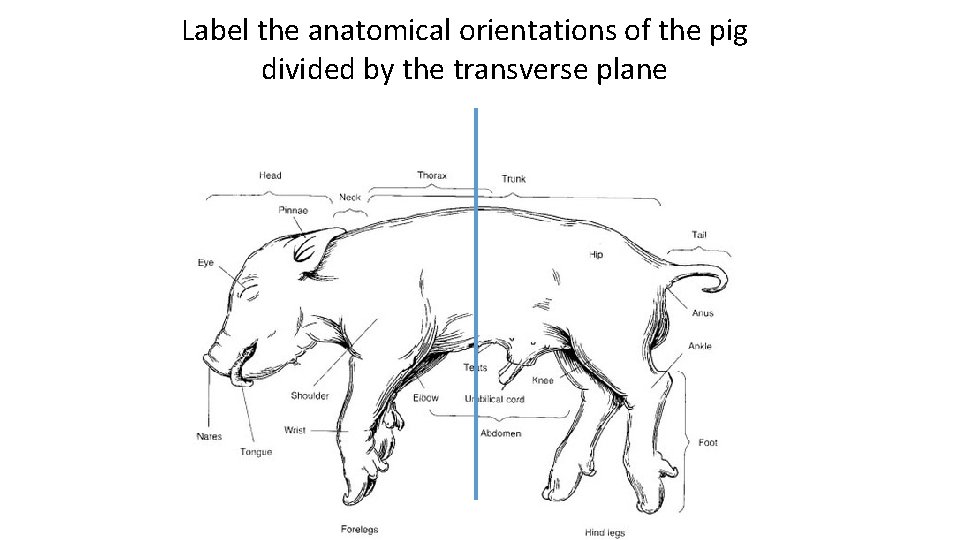 Label the anatomical orientations of the pig divided by the transverse plane 