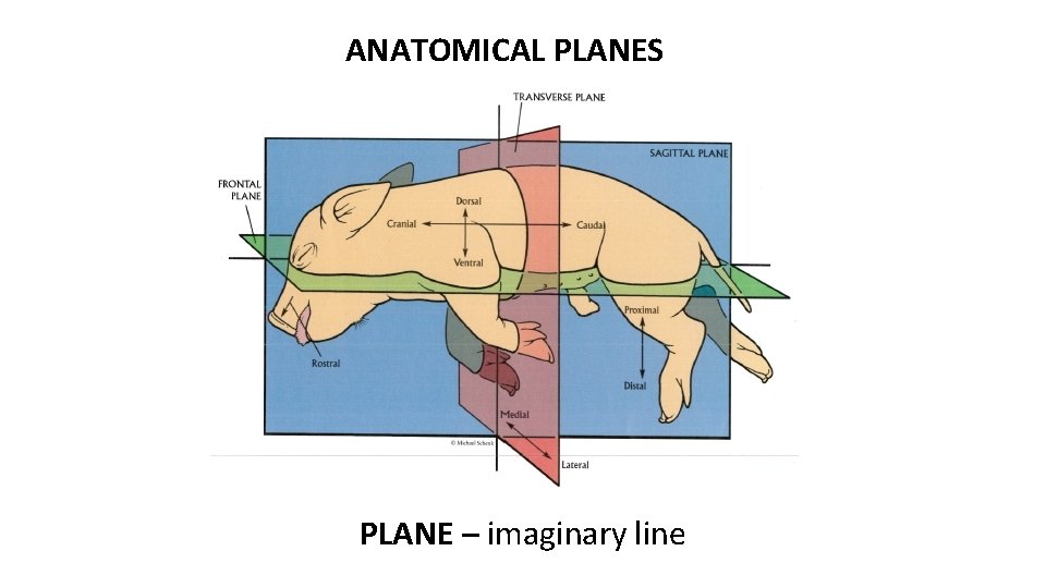 ANATOMICAL PLANES PLANE – imaginary line 