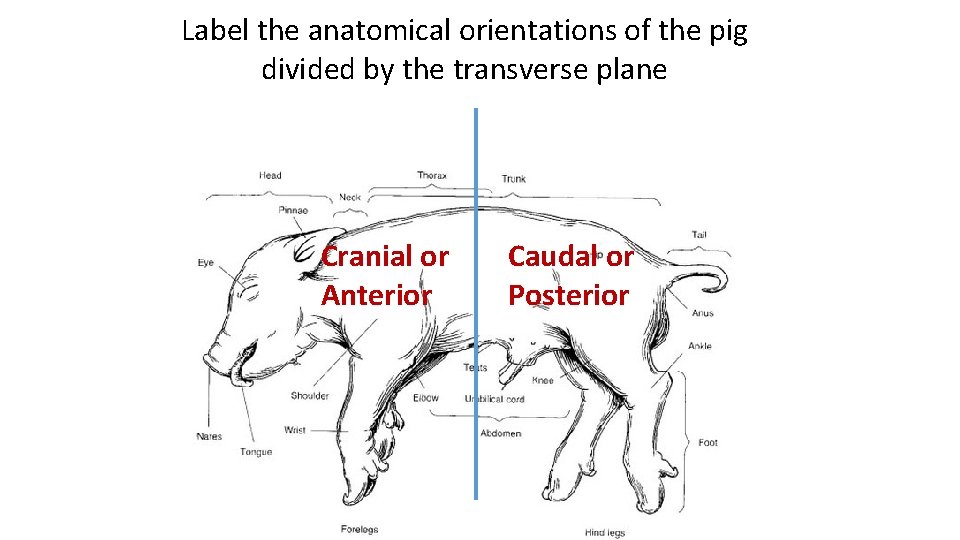 Label the anatomical orientations of the pig divided by the transverse plane Cranial or