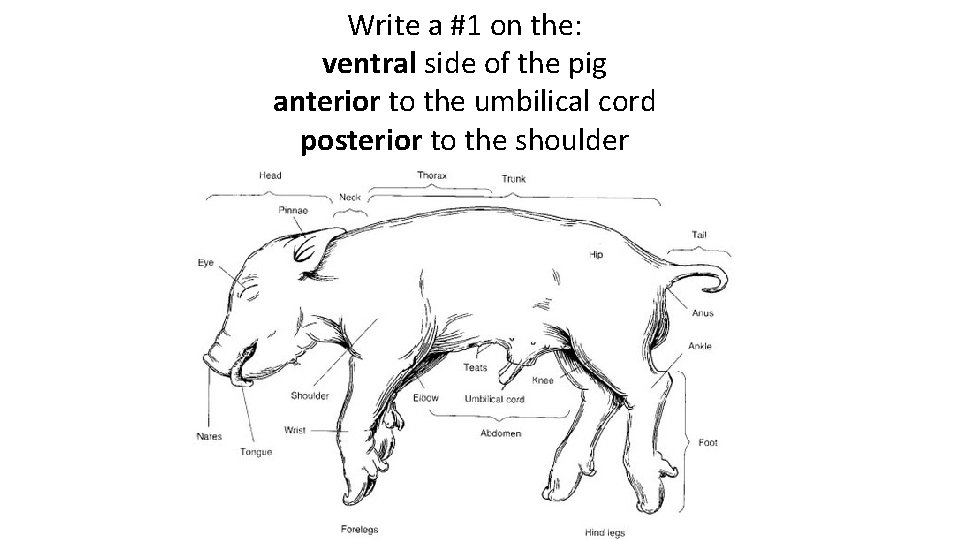Write a #1 on the: ventral side of the pig anterior to the umbilical