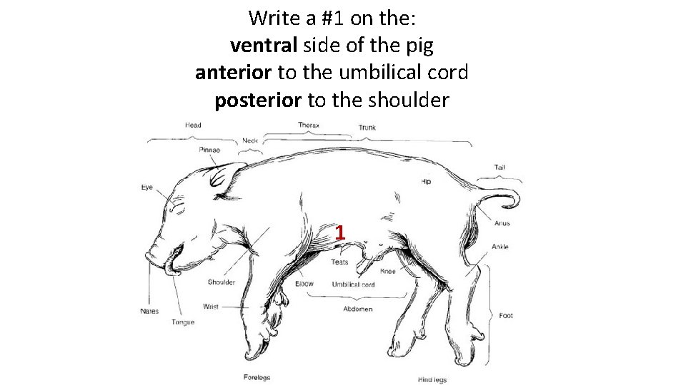 Write a #1 on the: ventral side of the pig anterior to the umbilical