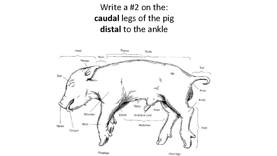 Write a #2 on the: caudal legs of the pig distal to the ankle
